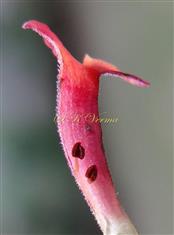  V.S.Corolla showing Stamens